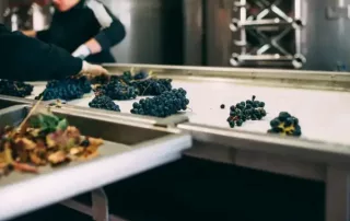 Mesa vibrante de selección de uva