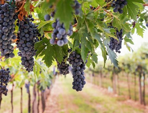 Quan comença la temporada de verema a cada zona geogràfica amb tradició i cultura vitivinícola?