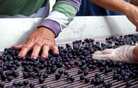 Mesa de selección de uvas para vino