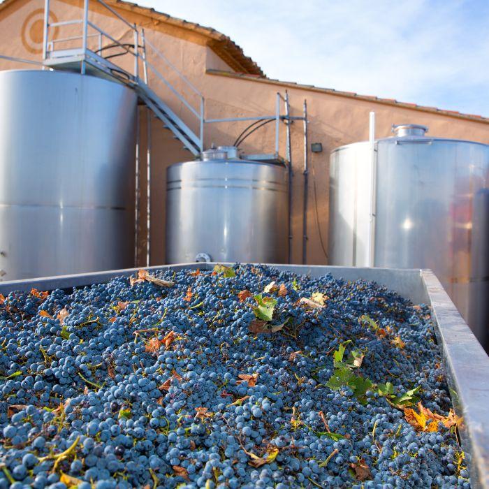 fermentació malolàctica del vi